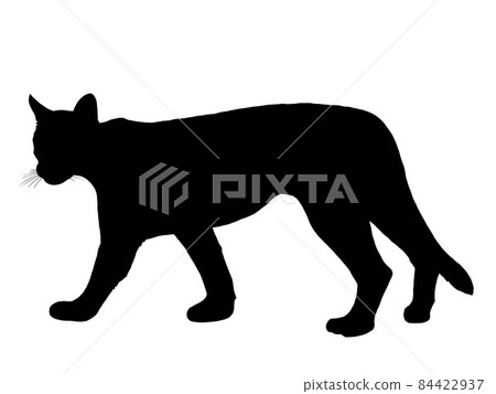 Puma silhouette illustration 84422937