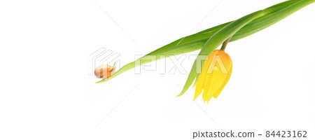 single yellow tulip with a snail crawling over it isolated on a white background 84423162