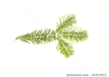 Spruce branch isolated on white background. High resolution photo. Spruce branch isolated on white background. High resolution photo. 84423853