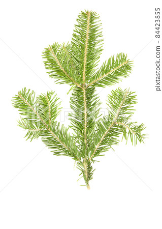 Spruce branch isolated on white background. High resolution photo. Spruce branch isolated on white background. High resolution photo. 84423855