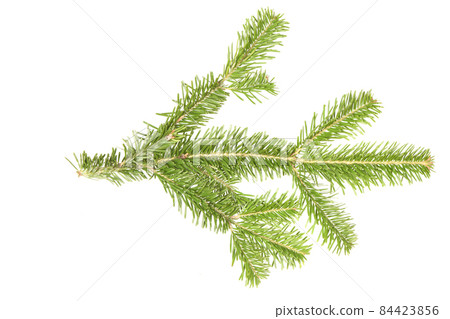 Spruce branch isolated on white background. High resolution photo. Spruce branch isolated on white background. High resolution photo. 84423856