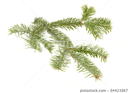 Spruce branch isolated on white background. High resolution photo. Spruce branch isolated on white background. High resolution photo. 84423867