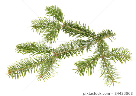 Spruce branch isolated on white background. High resolution photo. Spruce branch isolated on white background. High resolution photo. 84423868