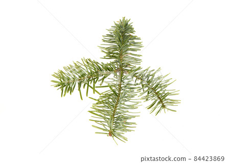 Spruce branch isolated on white background. High resolution photo. Spruce branch isolated on white background. High resolution photo. 84423869
