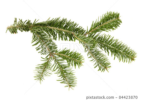 Spruce branch isolated on white background. High resolution photo. Spruce branch isolated on white background. High resolution photo. 84423870
