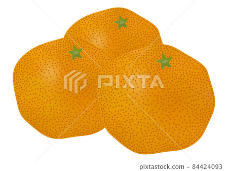 "Ripe early-maturing oranges" with a little bluish color "Ripe early-maturing oranges" with a little bluish color 84424093
