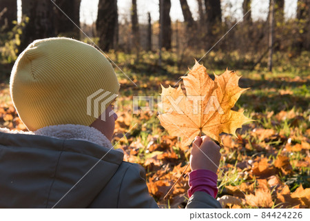 A child in autumn clothes examines a yellow maple leaf. Child in the rays of the setting sun A child in autumn clothes examines a yellow maple leaf. Child in the rays of the setting sun 84424226