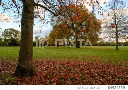 Fall (autumn) trees in Blake Recreation Ground in West Wickham, Kent, UK. Blake Recreation Ground is a public park between Eden Park and West Wickham in the Borough of Bromley in Greater London. Fall (autumn) trees in Blake Recreation Ground in West Wickham, Kent, UK. Blake Recreation Ground is a public park between Eden Park and West Wickham in the Borough of Bromley in Greater London. 84424359