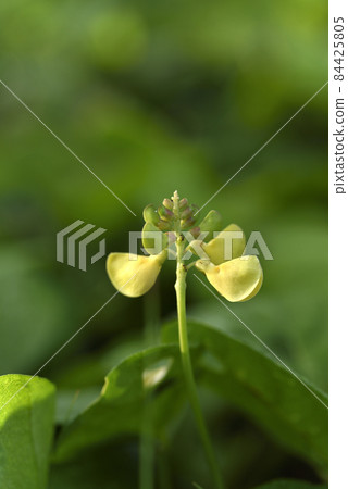 奄美大島海岸植物濱紅豆(豆科) 奄美大島海岸植物濱紅豆(豆科) 84425805