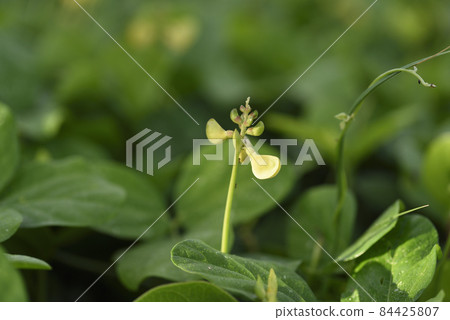 奄美大島海岸植物濱紅豆(豆科) 奄美大島海岸植物濱紅豆(豆科) 84425807