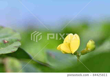 Amami Oshima coastal plant Hama Azuki (Fabaceae) 84425811