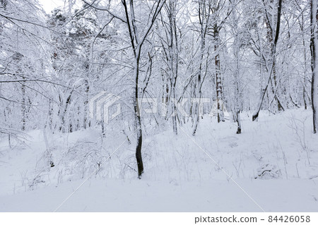 different types of bare deciduous trees without foliage different types of bare deciduous trees without foliage 84426058