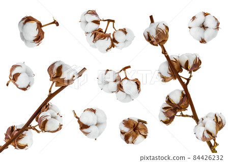 Cotton plant flower isolated on white background with full depth of field, Setor collection 84426232
