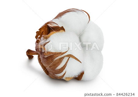 Cotton plant flower isolated on white background with clipping path and full depth of field Cotton plant flower isolated on white background with clipping path and full depth of field 84426234