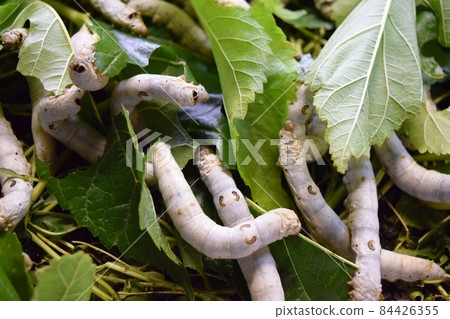 Silkworm mulberry leaf sericulture Silkworm mulberry leaf sericulture 84426355