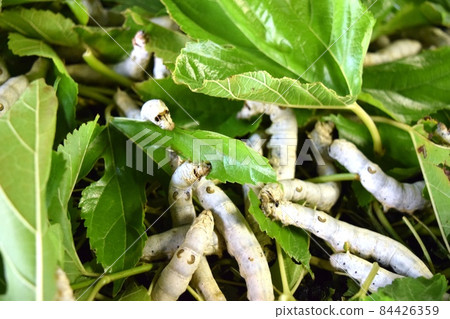 Silkworm mulberry leaf sericulture Silkworm mulberry leaf sericulture 84426359