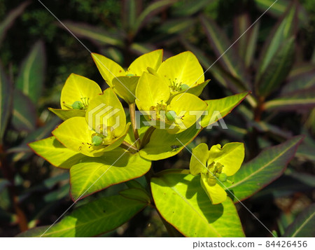 Big yellow milkweed flower. Big yellow milkweed flower. 84426456