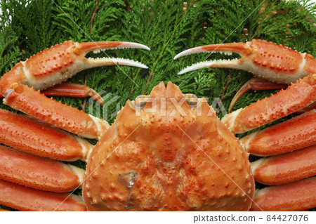 Boyle snow crab Boyle snow crab 84427076