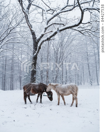 北海道冬季兒童 84427538