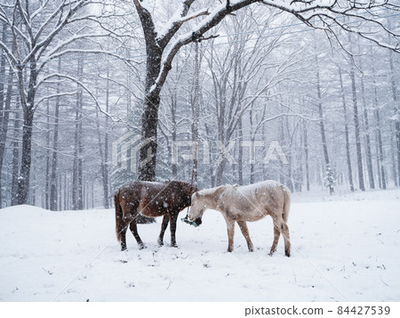 Hokkaido horse in winter Hokkaido horse in winter 84427539