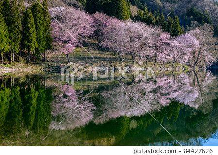 中綱湖大山櫻【晨景】 中綱湖大山櫻【晨景】 84427626