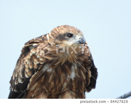Black Kite with a fearless face 84427828