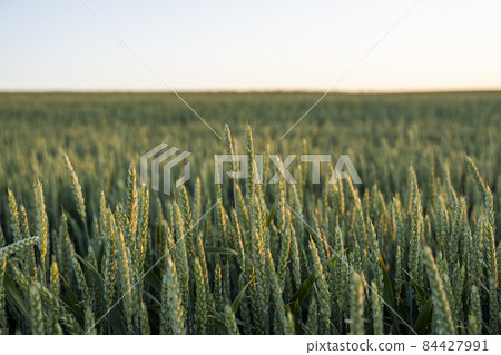 Green wheat ears ripen against sunset sky in the early summer evening. Background of wheat. Rural landscape of wheat green field. 84427991