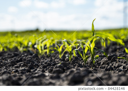 Growing young green corn seedling sprouts in cultivated agricultural farm field, shallow depth of field. Agricultural scene with corn's sprouts in earth closeup. 84428146