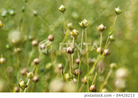 green flax ready for harvesting 84428213