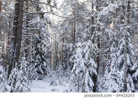 nature after a snowfall nature after a snowfall 84428265