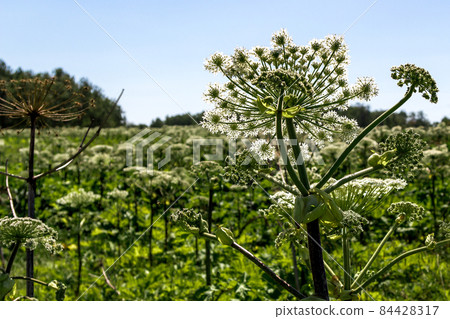 heracleum sosnowskyi. dangerous toxic plant. threat to humans 84428317