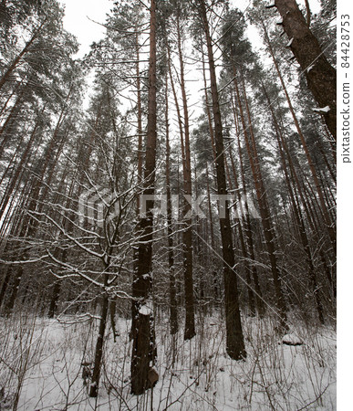 winter weather in the park or forest and pine firs winter weather in the park or forest and pine firs 84428753
