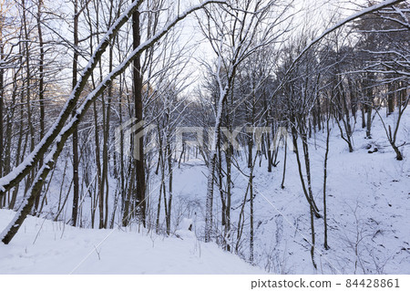 winter season in the forest or in the park winter season in the forest or in the park 84428861