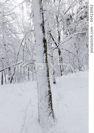 fully covered with snow deciduous trees in winter fully covered with snow deciduous trees in winter 84428862