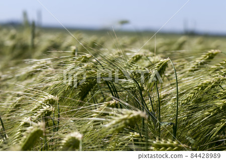 rye field with green unripe rye spikelets rye field with green unripe rye spikelets 84428989