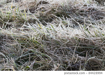 snowfall in winter and white fluffy cold snow and grass snowfall in winter and white fluffy cold snow and grass 84428994