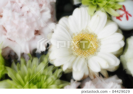 [行田花水週]行田市花水 84429029