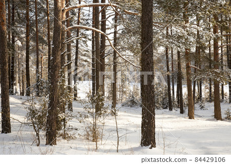 frosty winter after snowfall with bare deciduous trees 84429106
