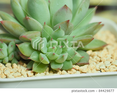 多汁的美洲虎玫瑰 多汁的美洲虎玫瑰 84429877