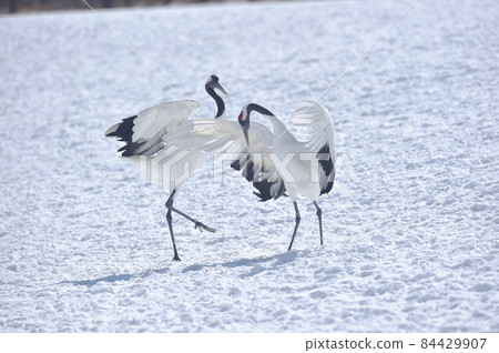 Dancing Tan Butterfly (Hokkaido · Tsurui) 84429907