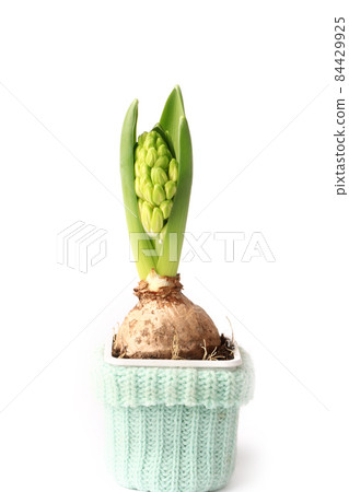 hyacinth with bulb isolated on white background blossoming spring flower hyacinth with bulb isolated on white background blossoming spring flower 84429925