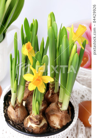 Spring daffodils decoration delicate background selective soft focus Spring daffodils decoration delicate background selective soft focus 84429926