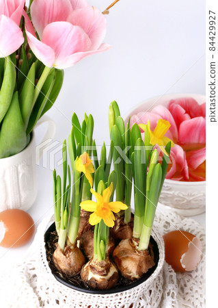 Spring daffodils decoration delicate background selective soft focus Spring daffodils decoration delicate background selective soft focus 84429927