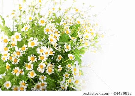 blurred gentle background with daisies spring summer blurred gentle background with daisies spring summer 84429952