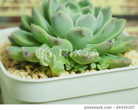 多肉植物 Humilis x 墨西哥 Minima 84430107