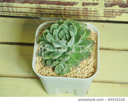 多肉植物 Humilis x 墨西哥 Minima 多肉植物 Humilis x 墨西哥 Minima 84430108