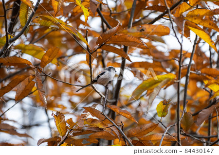 長尾山雀在秋空翩翩起舞 84430147