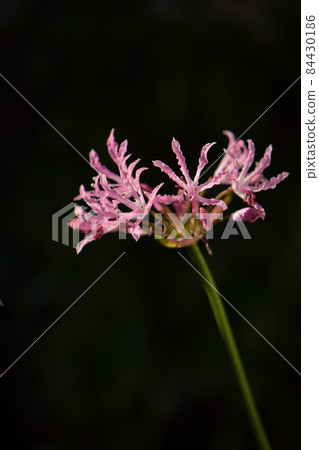 Diamond Lily 84430186