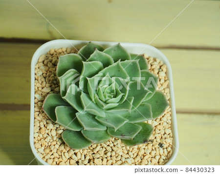 Succulent plant Simlance Laguna Sanchez Succulent plant Simlance Laguna Sanchez 84430323