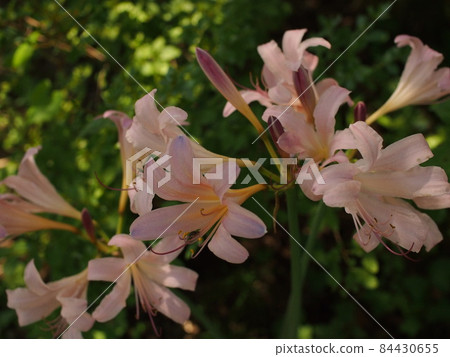 粉紅色的百合花在樹蔭下綻放 粉紅色的百合花在樹蔭下綻放 84430655
